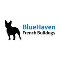 Business Listing Bluehaven French Bulldogs in Brigham UT