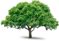 Business Listing Allentown Tree Service LLC in Allentown PA