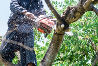 Business Listing Middleboro Tree Service in Middleborough 