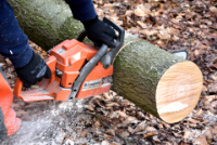 Business Listing Tree Cutting And Trimming Bronx in Bronx NY