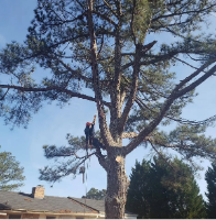 Business Listing Vilchis Tree Service in Powder Springs GA