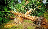 Palm Tree Depot