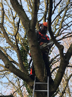 Nottingham Tree Surgery And Arborist Services