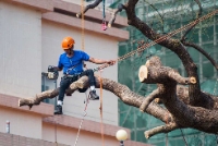 Business Listing Tinley Park Tree Service in Tinley Park IL