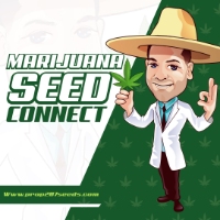 Marijuana Seed Connect