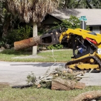 Business Listing Tree Squad in St. Augustine FL