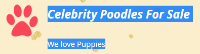 Business Listing Celebrity Poodles in Denver CO