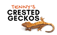 Tenny's Crested Geckos