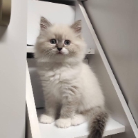 Business Listing ragdoll kitten for sale in Rugby ND