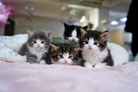 Business Listing Munchkin Cat For Sale in Duluth MN