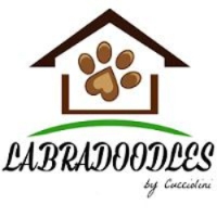 Labradoodles by Cucciolini