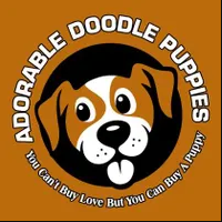 Adorable Doodle Puppies