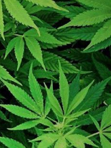 Quckie Cannabis Delivery | Brampton